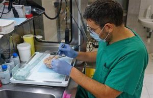 El Banco de Cerebros de la Región de Murcia obtiene 285 donaciones desde su puesta en marcha