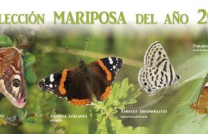 Una mariposa que habita en la Región, candidata a Mariposa del Año