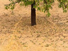 Evaluación de los daños en cultivos por las tormentas del pasado lunes