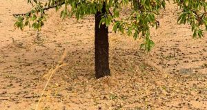 Evaluación de los daños en cultivos por las tormentas del pasado lunes